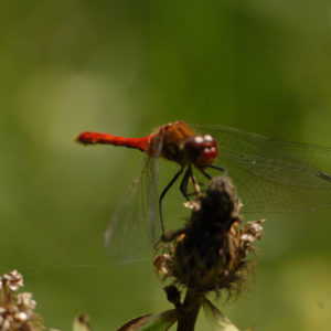 Makro2