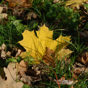 nature1