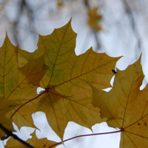 nature2