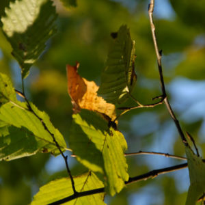 nature3