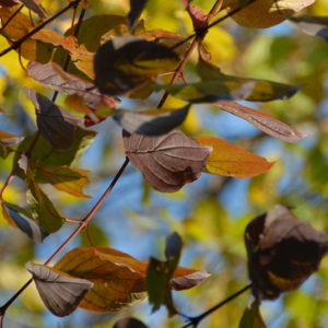 nature4